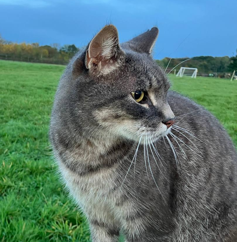 Tom the Cat