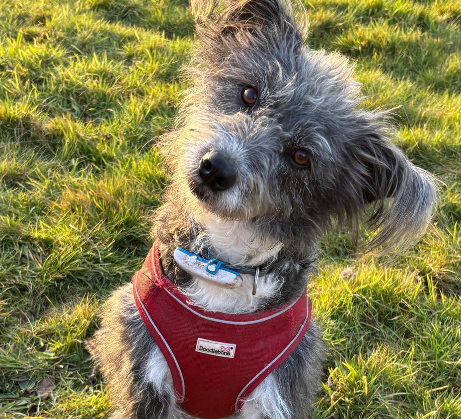 Pip the Doggo