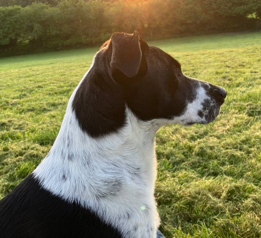 Bobby the Doggo